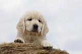 GOLDEN RETRIEVER 697
